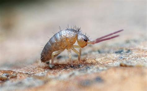 Springtails In Yakima County Steps To Get Rid Of Them For Good