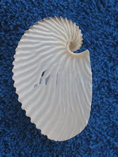 T and E Family Blog: Rare Paper Nautilus Shell