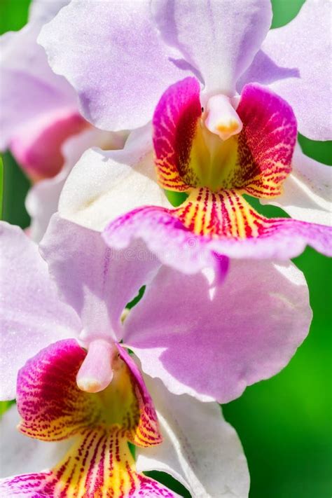 Vanda Miss Joaquim stock image. Image of petal, botanical - 36639891