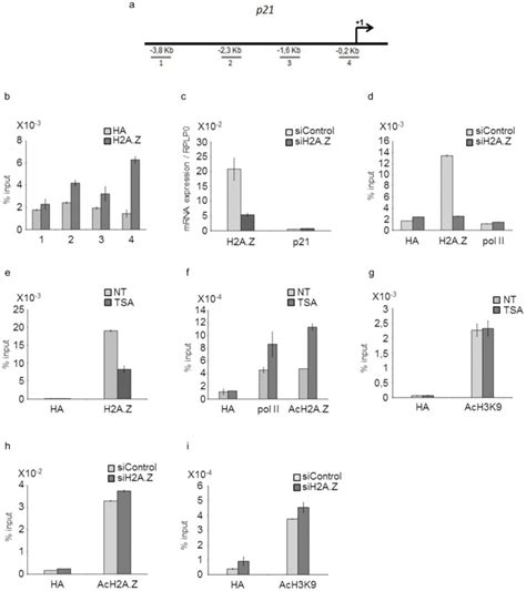 P21 Promoter Is Necessary For Its Transcription A Schematic Download Scientific Diagram