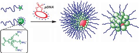 Schematic Representation Of Dendriplexes Prepared From A Plasmid Dna