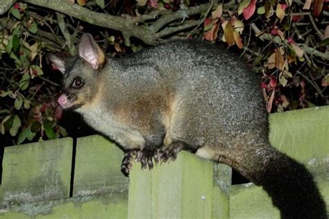 Possum facts — Predator Free Dunedin