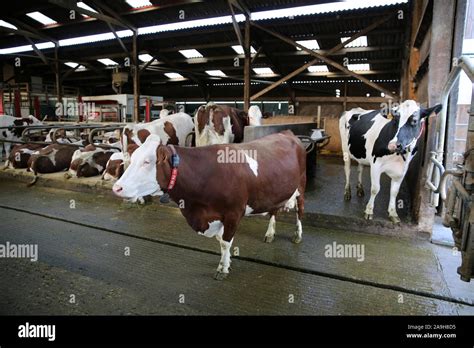 Dairy Farm Farms Farming Hi Res Stock Photography And Images Alamy