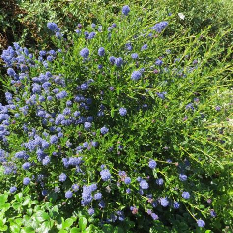 The Watershed Nursery Cooperative Native Plants And Habitat Enhancement Services