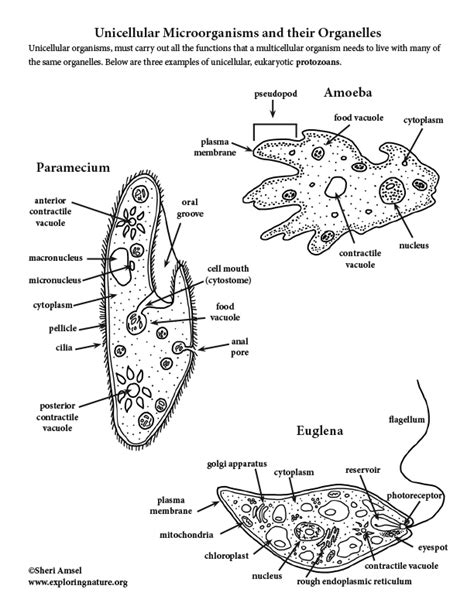 Unicellular Diagram