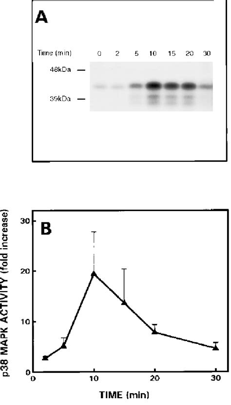 Time Course Of Tnf Stimulated P Mapk Activity A Autoradiogram From