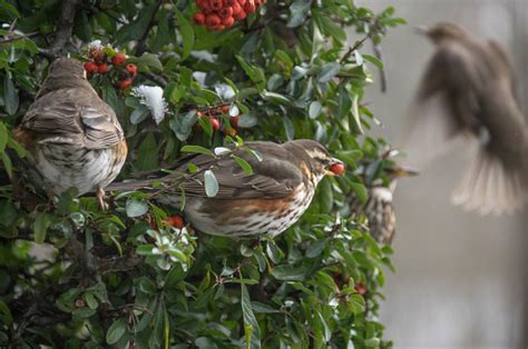 Redwing Bird On Migration Stock Photo - Download Image Now - Alertness ...