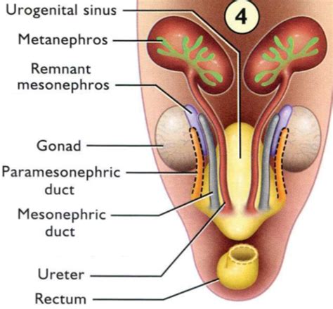 Reproductive Physiology Lecture 1 Sex Determination Hormones Flashcards Quizlet