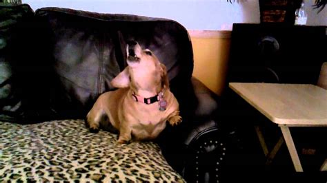 My Dachshund Sings Youtube