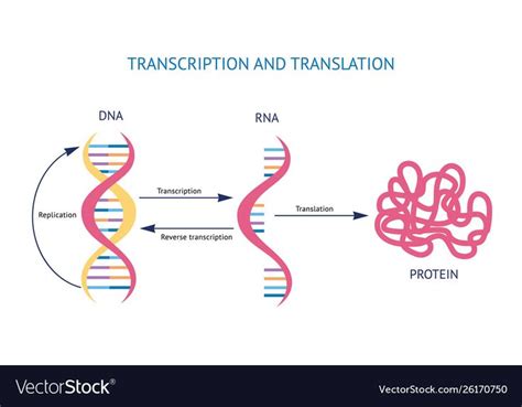 Scientific Model Dna And Rna Transcription Vector Image On Vectorstock Transcription And