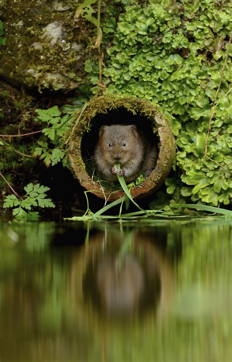 Holes in the map, part 5: Water Vole - Wild Haweswater