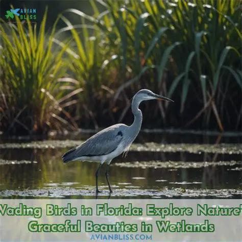 Wading Birds in Florida: Graceful Giants of the Wetlands Guide