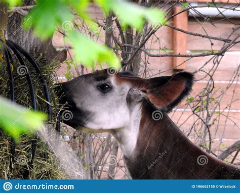 Okapi face while feeding stock image. Image of beautiful - 196662155