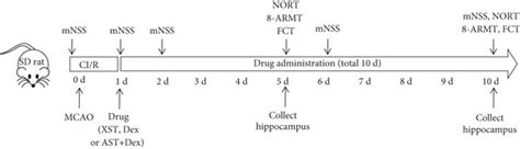 Experimental design of this study. For the sham group rats, only their ... 