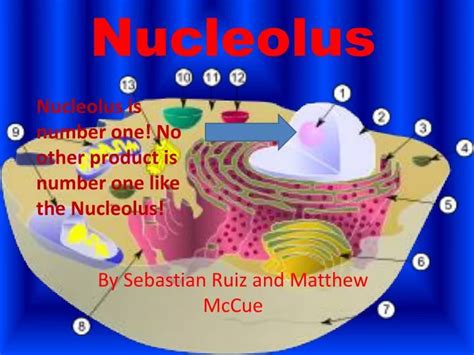 Ppt Nucleolus Powerpoint Presentation Id3187236