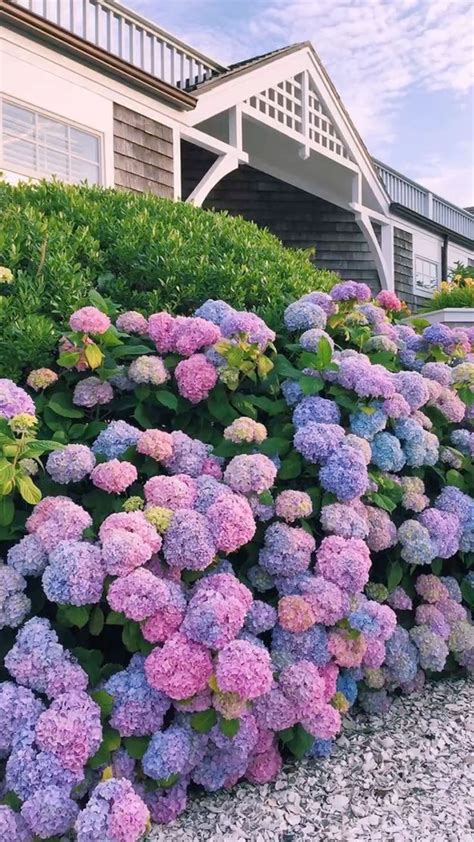 Hydrangea #blue | Flower garden, Plants, Beautiful flowers