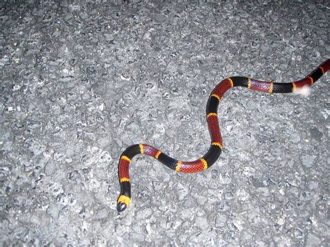 29++ Coral snake venom information