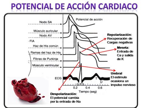 Fisiología de Clarisa Angulo Ira Fox POTENCIAL DE ACCION CARDIACO