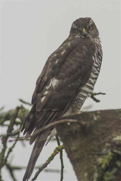 Sperber Accipiter Nisus 4 Sperber Accipiter Nisus C Flickr