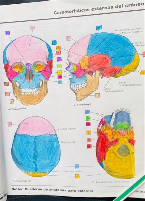 Caracter Sticas Externas Del Craneo Atlas De Anatomia Netter Libros