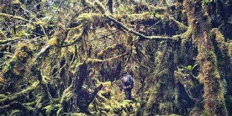 Pesona Gunung Bukit Raya Ritual Adat Dan Hutan Rimba Yang Jarang Dijamah