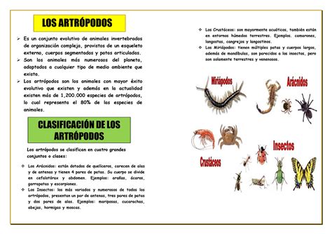 Los Artropodoss Los Animales Tienen Muchos Grupos Y Se Clasifican De