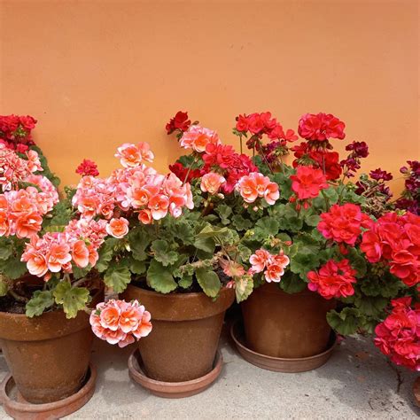 Why Growing Geraniums In Containers Makes Them Last Longer | Gardening ...