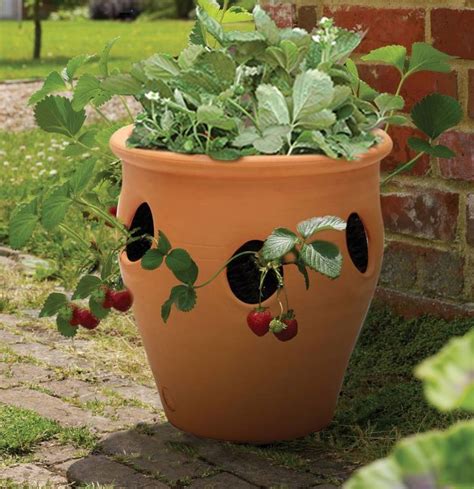 Apta Pottery Terracotta Herb Planter Newgate Nurseries