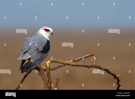 Black Winged Kite Elanus Caeruleus Also Known As The Black