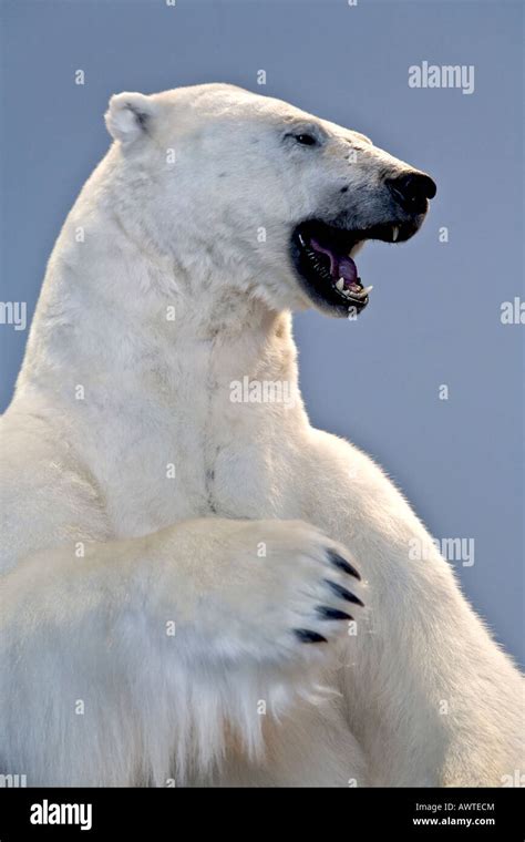 Polar Bear Stock Photo Alamy