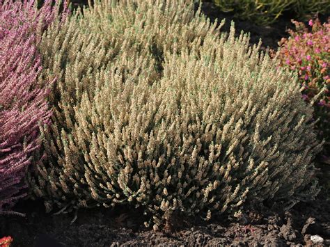 Besenheide Velvet Fascination Calluna Vulgaris Velvet Fascination