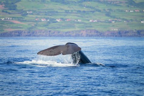 Pico Island Dolphin & Whale Watching from Lajes do Pico