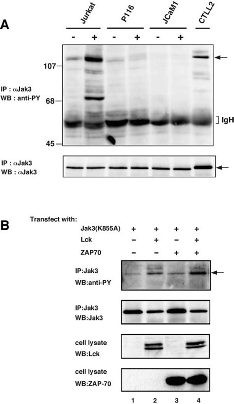 Lck And Zap Are Upstream Signaling Pathways For Tcr Stimulated Jak