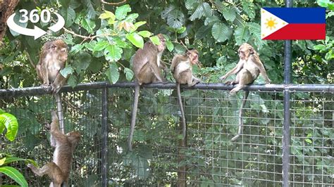 Monkey Encounter In 360 Vr Captivating Wildlife In West Kalayaan