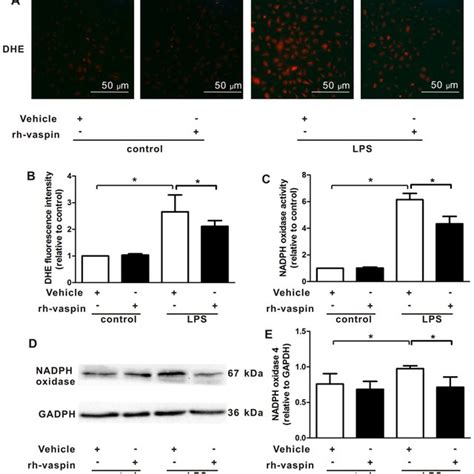 Vaspin Inhibits Lps Induced Ros Generation And Nadph Oxidase Activation