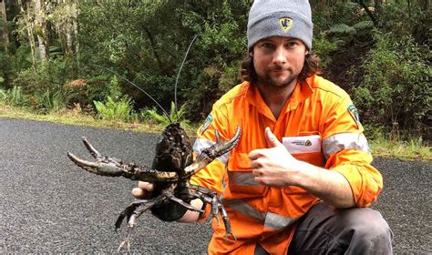 Giant crayfish spotted crossing Tasmanian Tarkine tourist road