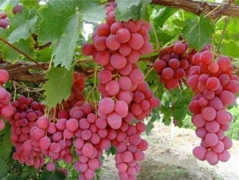 RED GLOBE - Australian Table Grape Association