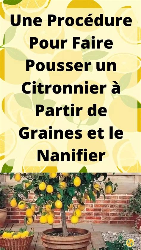 Si vous aimez les citrons et vous voulez en avoir toute lannée il