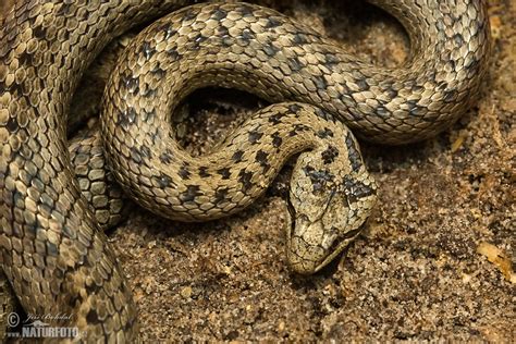 Smooth Snake Photos Smooth Snake Images Nature Wildlife Pictures