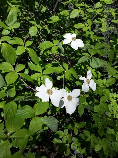 Plantfiles Pictures Cornus Species Pacific Dogwood Western Flowering