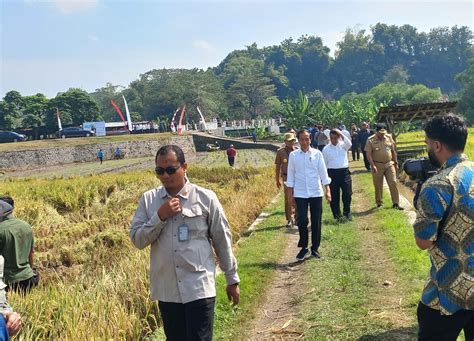 Dengan Pompanisasi Jokowi Targetkan Produksi Padi Naik Juta Ton