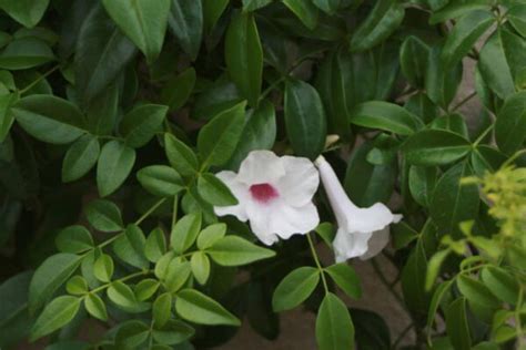 How To Grow Pink Bower Vine In Gardening Zone B Phoenix Gardening