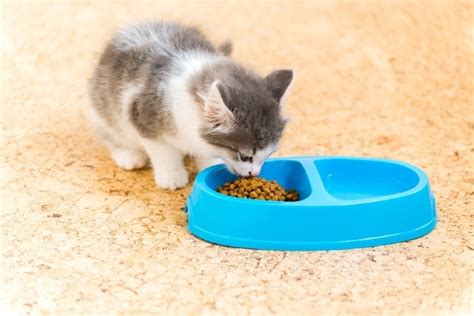 Can Kittens Eat Adult Cat Food? Vet-Approved Timeline & Transition - Catster