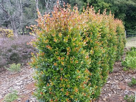 Lilly Pilly Syzygium Australe Hinterlang Gold 200mm