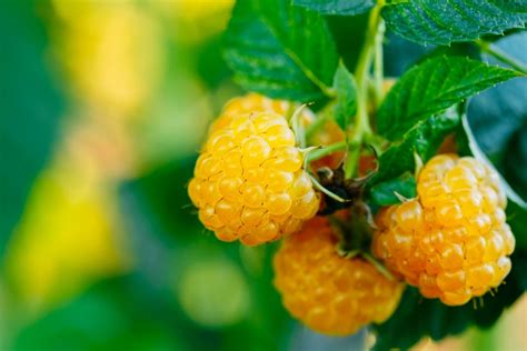 Ultimate Guide To Yellow Raspberries Exploring From Planting To Care