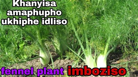 Khipha Idliso Ucacise Amaphupho Imboziso Fennel Plant Youtube