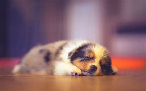 Sleeping Puppy Wallpapers - Top Free Sleeping Puppy Backgrounds ...