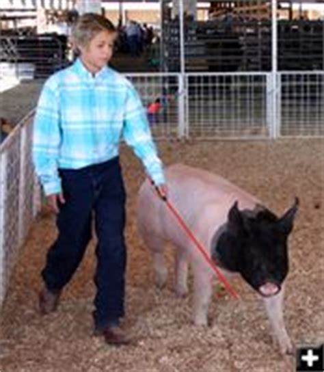 4 H And FFA Swine Show Pinedale Wyoming