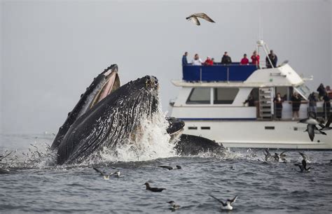 California Whale Watching Tips To See Them When To Go