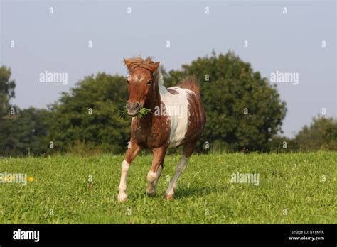 Shetland ponies running hi-res stock photography and images - Alamy